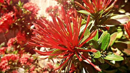 Buds of a flower ixora coccinea