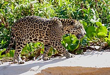 Jaguar (Panthera onca) young male walking on the sandbank ... (48471995357).jpg