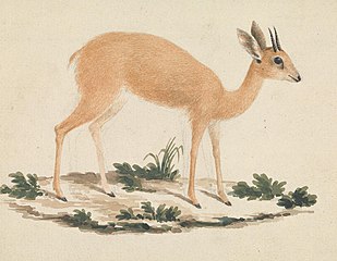 Madoqua (Dik-dik)