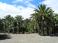 Phoenix canariensis