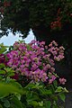 Bougainvillea cultivar