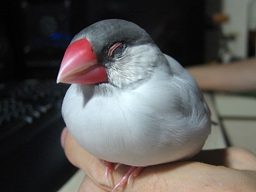 文鳥 Wikiwand