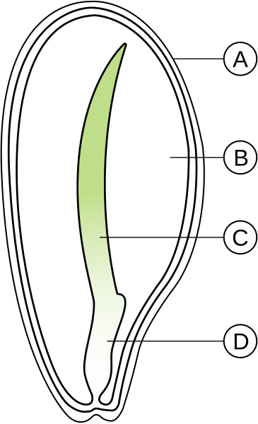 File:Jednoliścienne-budowa nasienia.svg