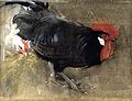 Joseph Crawhall - The Black Cock.jpg