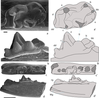 Toothed jaw fragments and molar teeth of Khorotherium yakutensis, from the Early Cretaceous of Russia. Right maxilla (upper two rows) and left dentary (lower four rows)