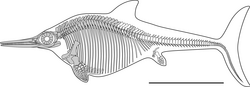 Skeletal reconstruction of MJML K1885, showing the known remains in grey and unknown remains in white Journal.pone.0241700.g006.png