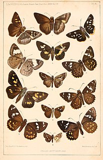 <i>Spialia zebra</i> Species of butterfly