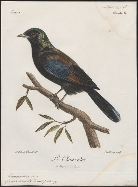 File:Juida ornata - 1796-1808 - Print - Iconographia Zoologica - Special Collections University of Amsterdam - UBA01 IZ15800137.tif