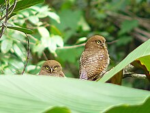 Jungle owlet in Kerala Jungle Owlet Couple.jpg
