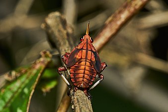 Kalidasa lanata