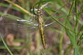 Nummer 2 - große Libelle / Feuerlibelle f (Crocothemis erythraea) -- Doc Taxon