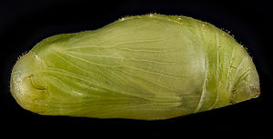 Pupa of Plebejus melissa samuelis Karner blue pupa.jpg