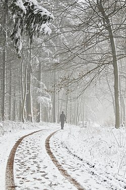 Hiker on a snow-covered forest farm track in Kaselwald near Dirmingen, Saarland, Germany