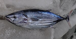 Bonito (Katsuwonus-pelamis)