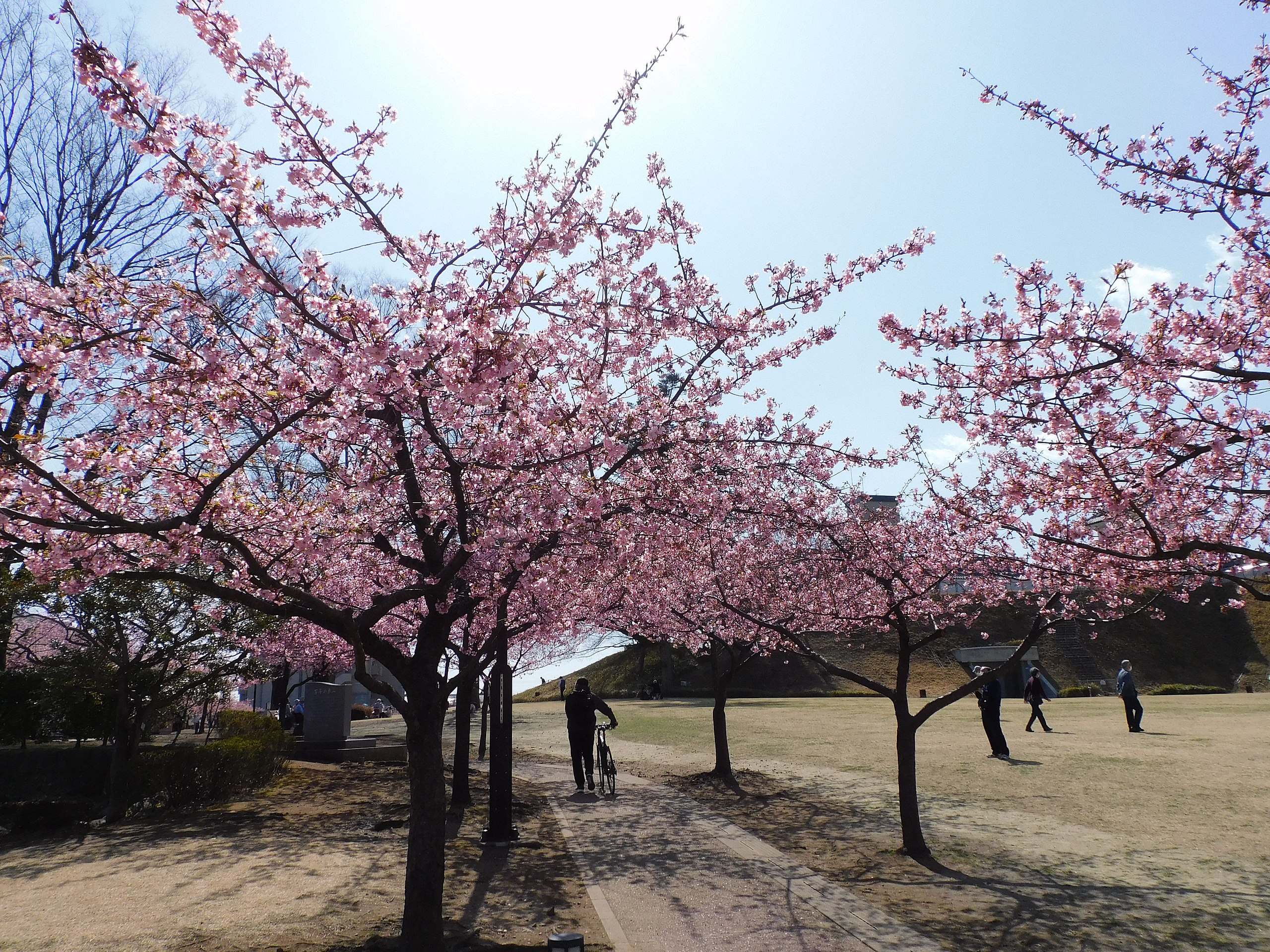 Cherry blossom - Wikipedia