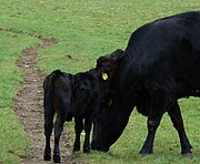Vache et veau à robe noire luisante unie