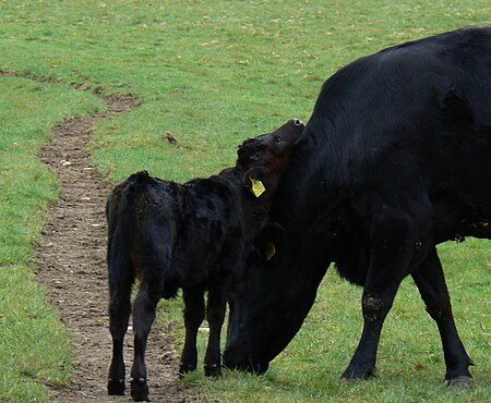 Kerry cow and calf in Killarney National Park.jpg