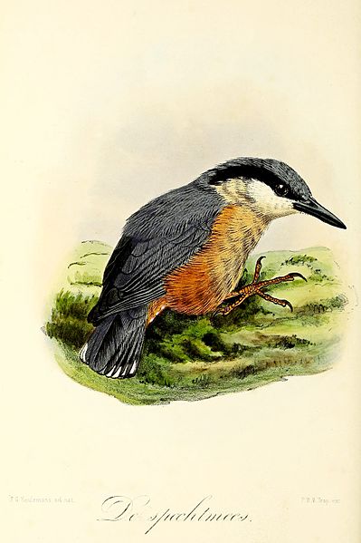 File:Keulemans Onze vogels 2 10.jpg