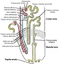 Vorschaubild für Nephron