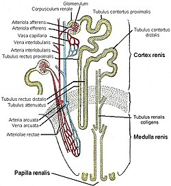 Nefrons