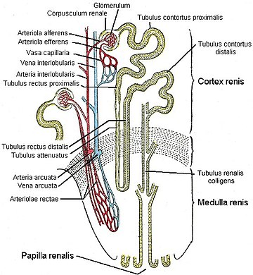 Feinbau der Niere, schematisch