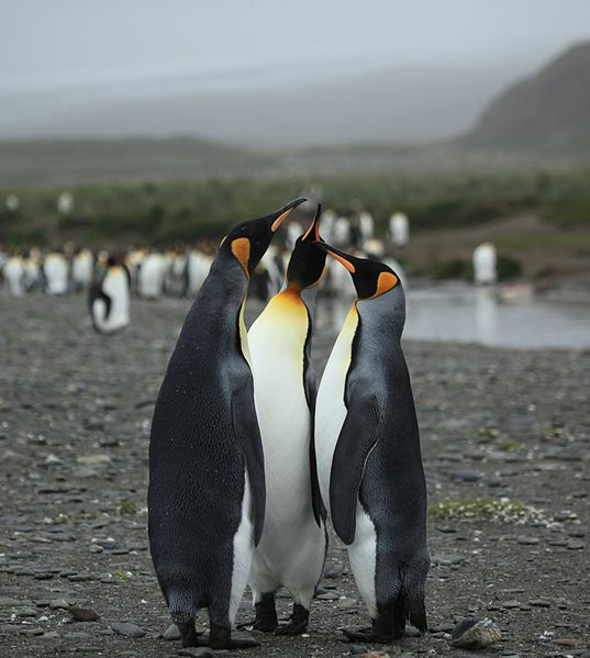 File:King Penguins at Salisbury Plain (5724064839).jpg