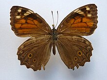 Adult female, showing dorsal surface Kirinia roxelana.jpg