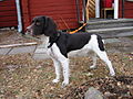 Balder, en Kleiner Münsterländer 2003/2011