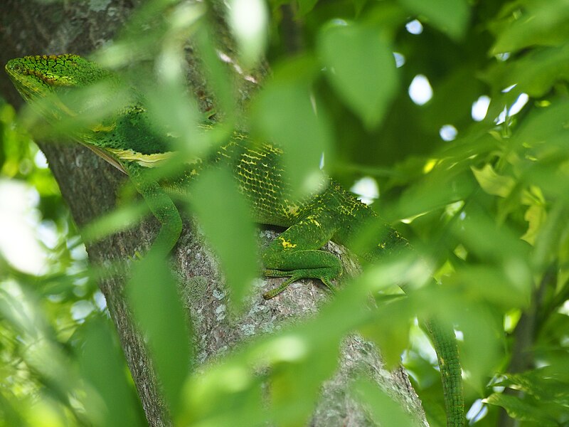 File:Knight Anole on a branch 7.JPG