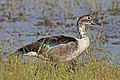 * Nomination Knob-billed duck (Sarkidiornis melanotos) male, Botswana --Charlesjsharp 10:01, 12 April 2018 (UTC) * Promotion Good quality. --Ermell 14:54, 12 April 2018 (UTC)