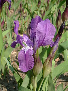 Iris aphylla