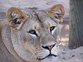 Lionne (Panthera leo)