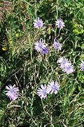 blue lettuce in flower (Lactuca perennis)