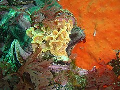 Lacy false coral