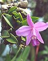 Laelia sincorana0.jpg