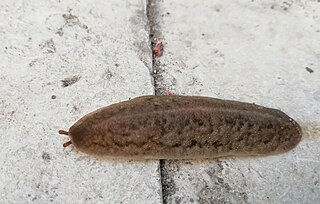 <i>Laevicaulis stuhlmanni</i> Species of slug