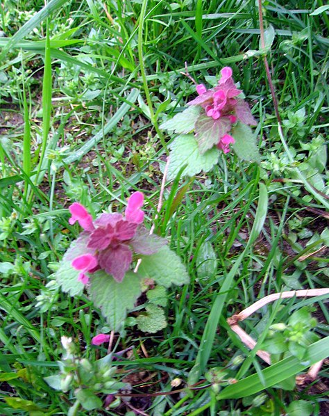 File:Lamium (1).jpg