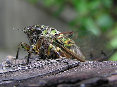 Cicada