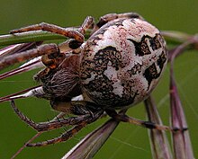 Larinioides-cornutus-220505-1.jpg