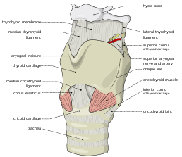 Hrtan včetně prstencové chrupavky („cricoid cartilage“)