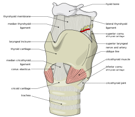 Squelette du larynx