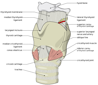 Larynx external en.svg