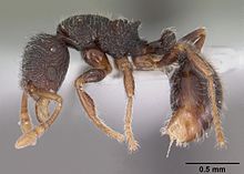 Lasiomyrma gedensis casent0102364 profile 1.jpg