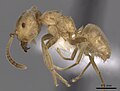 Miniatura para Lasius carniolicus