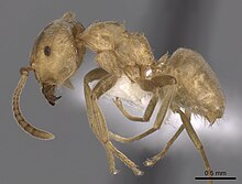 Lasius carniolicus casent0280471 p 1 high.jpg