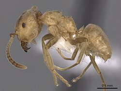 Lasius carniolicus casent0280471 p 1 high.jpg