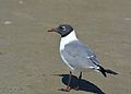 Laughing Gull - mating plumage.jpg