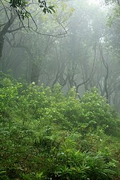 Lorbeerwald; auf den Makaronesischen Inseln verbreitete Waldvegetation