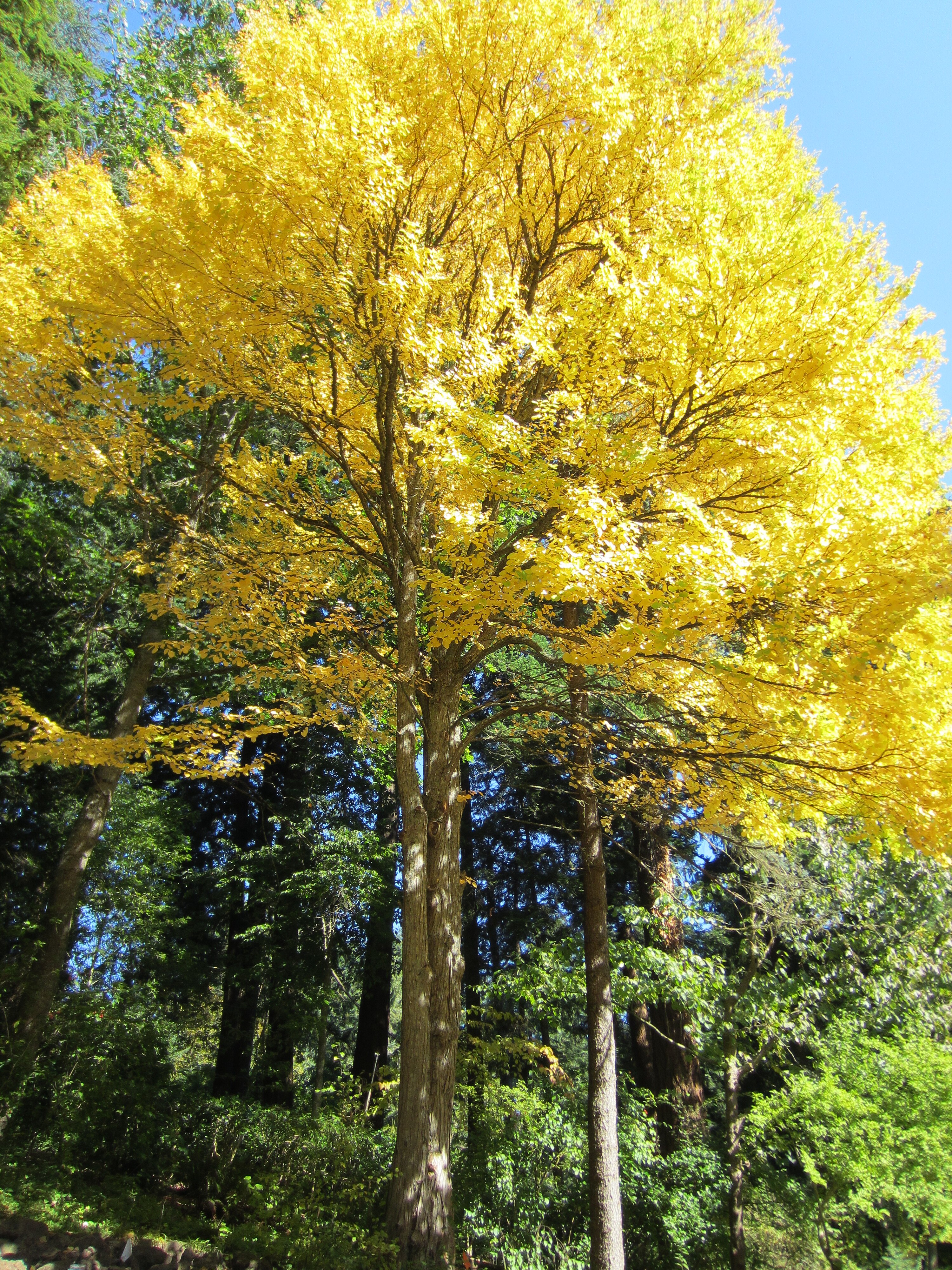 File Leach Botanical Garden Oregon 2013 10 Jpg Wikimedia