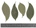 Pressed leaves